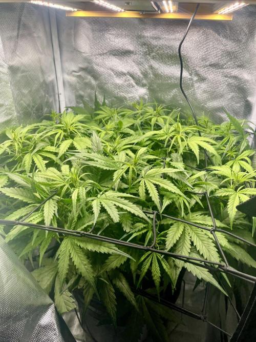 Seedsman Alaskan Purple Auto. Week 5