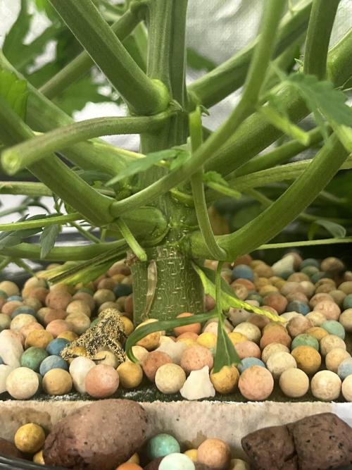 Seedsman Alaskan Purple Auto. Week 5