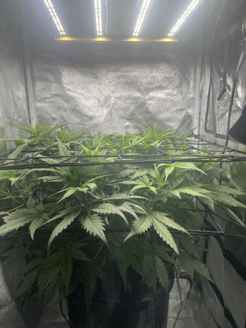 Seedsman Alaskan Purple Auto. Week 5
