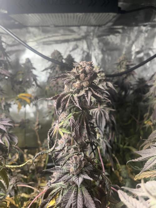 Chicken N Wafflez. Week 14