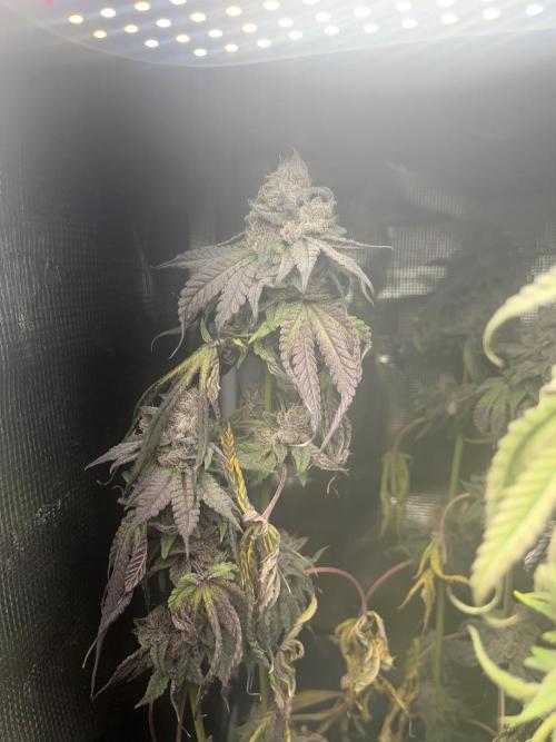 Chicken N Wafflez. Week 14