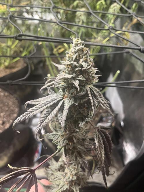 Chicken N Wafflez. Week 14