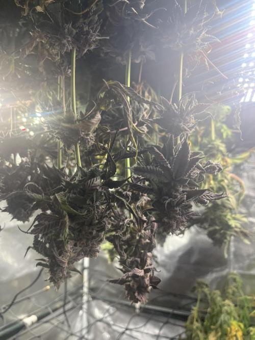 Chicken N Wafflez. Week 14