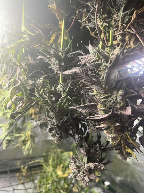 Chicken N Wafflez. Week 14