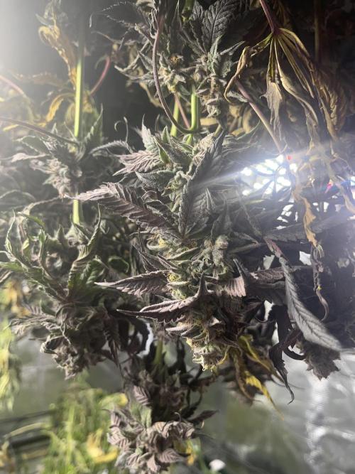 Chicken N Wafflez. Week 14