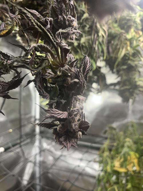 Chicken N Wafflez. Week 14