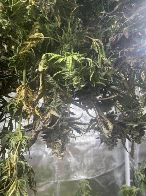 Chicken N Wafflez. Week 14