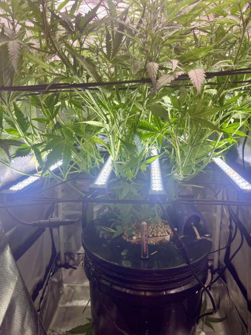 Seedsman Alaskan Purple Auto. Week 6