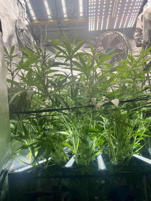 Seedsman Alaskan Purple Auto. Week 6