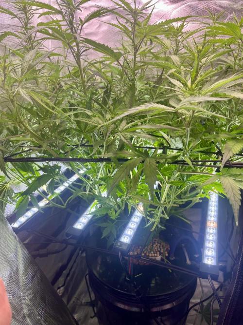 Seedsman Alaskan Purple Auto. Week 6