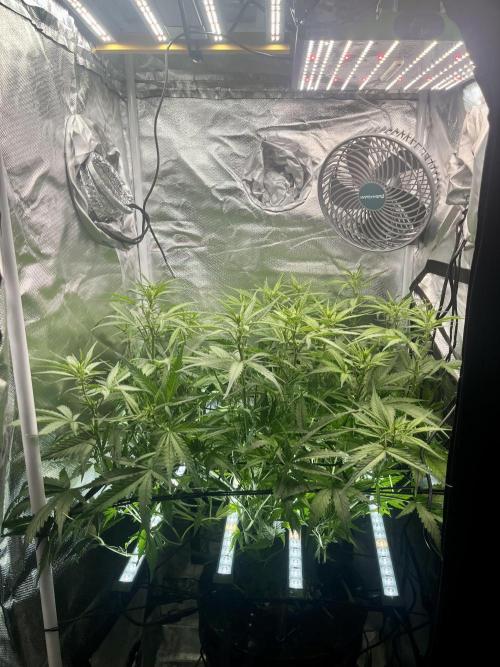 Seedsman Alaskan Purple Auto. Week 6