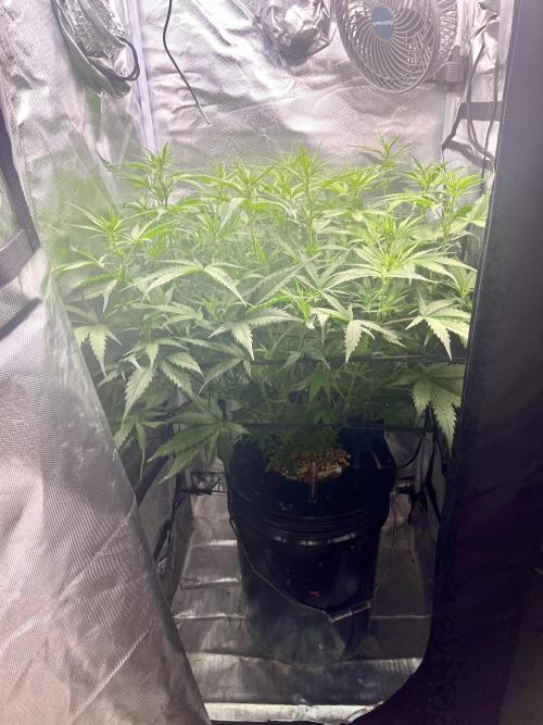 Seedsman Alaskan Purple Auto. Week 6