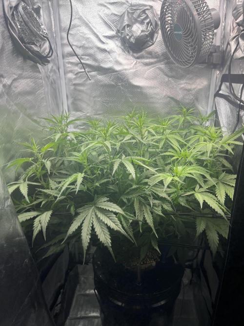 Seedsman Alaskan Purple Auto. Week 6