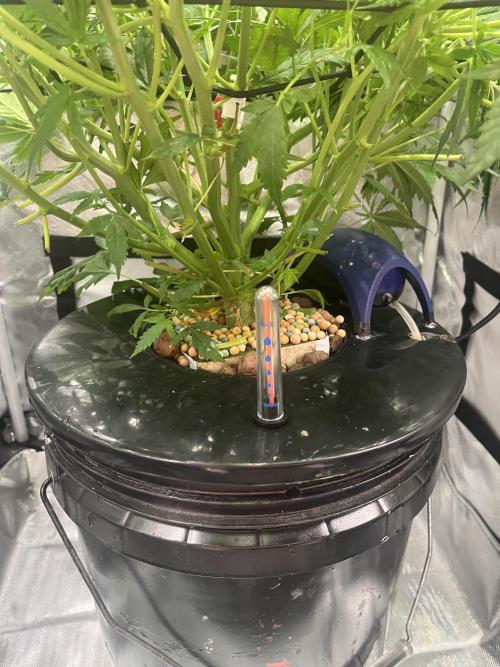 Seedsman Alaskan Purple Auto. Week 6