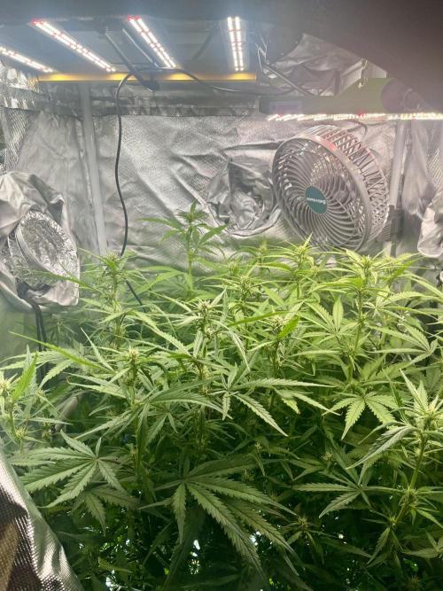 Seedsman Alaskan Purple Auto. Week 7