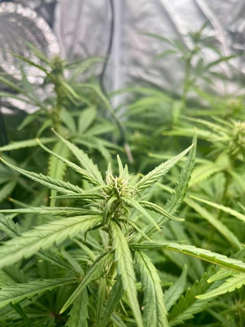 Seedsman Alaskan Purple Auto. Week 7