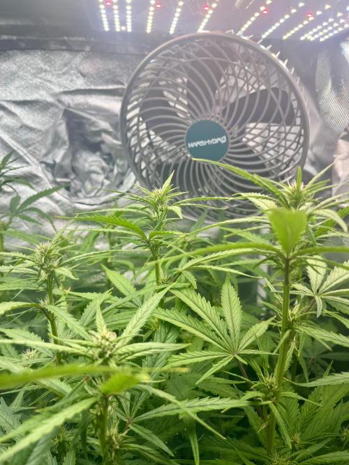 Seedsman Alaskan Purple Auto. Week 7