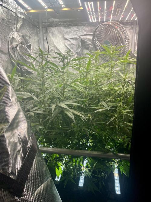 Seedsman Alaskan Purple Auto. Week 7