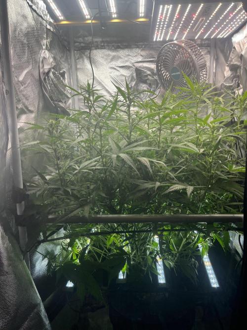 Seedsman Alaskan Purple Auto. Week 7