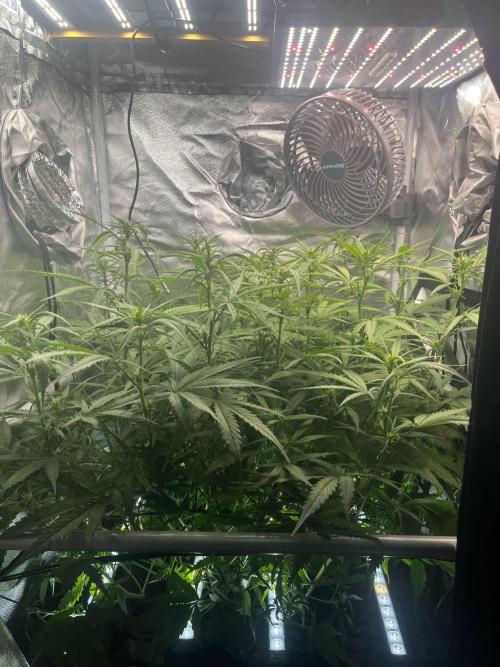 Seedsman Alaskan Purple Auto. Week 7