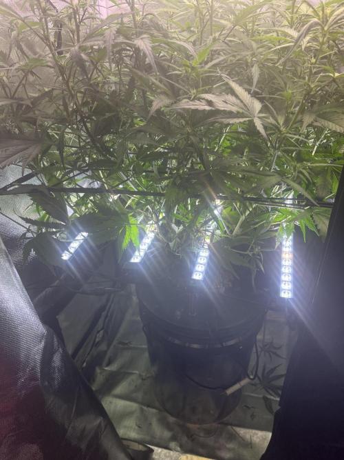 Seedsman Alaskan Purple Auto. Week 7