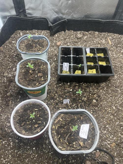 Eternity Cup Sticky Broccoli 🥦. Week 1