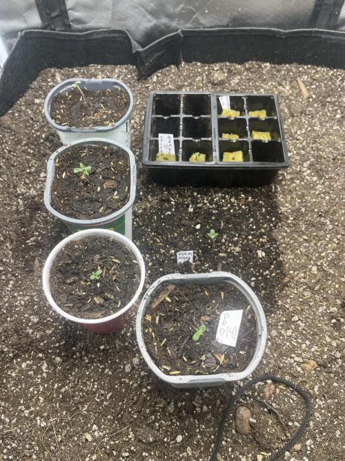 Eternity Cup Sticky Broccoli 🥦. Week 1