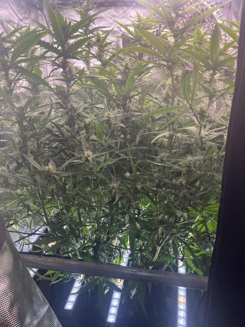 Seedsman Alaskan Purple Auto. Week 8