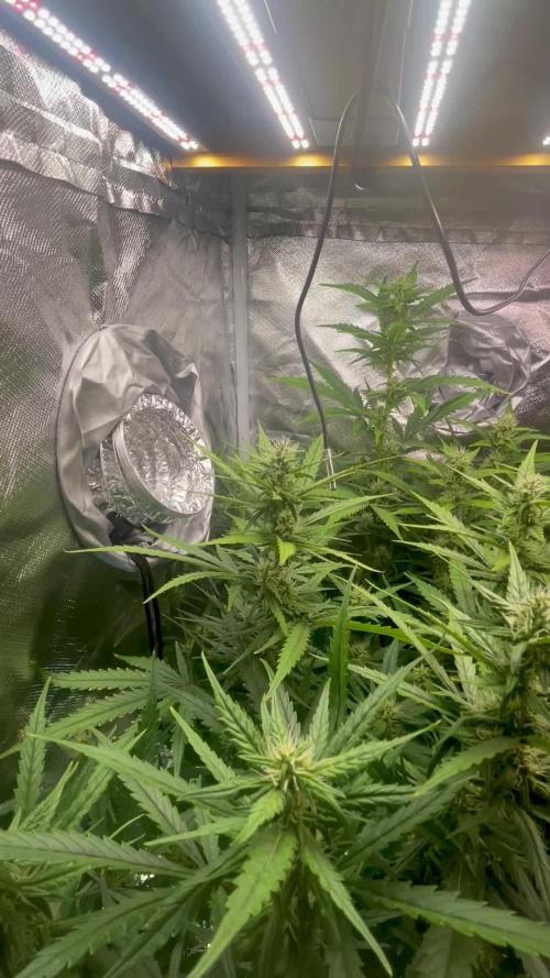 Seedsman Alaskan Purple Auto