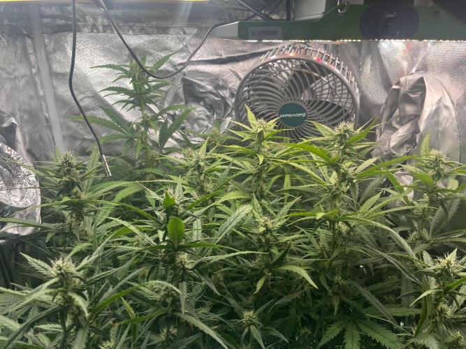 Seedsman Alaskan Purple Auto. Week 8