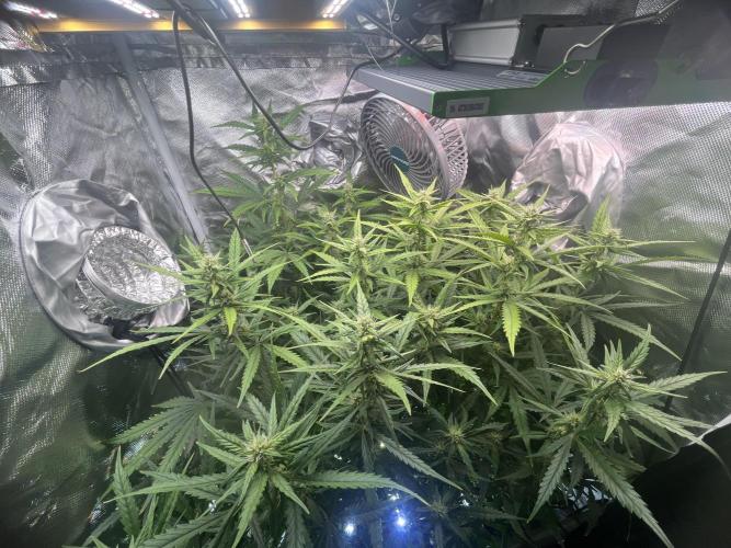 Seedsman Alaskan Purple Auto. Week 8