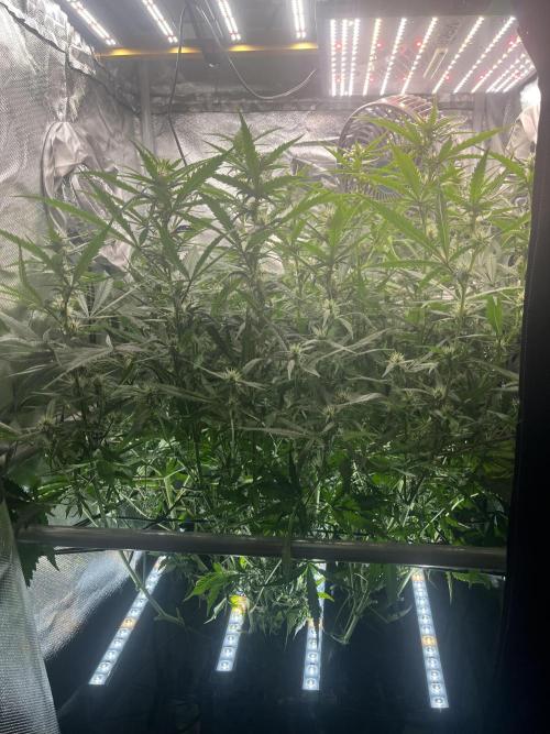 Seedsman Alaskan Purple Auto. Week 8