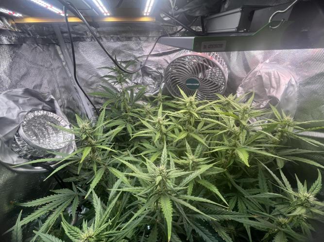 Seedsman Alaskan Purple Auto. Week 8