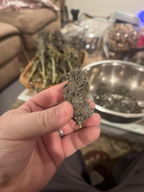 Chicken N Wafflez. Week 14