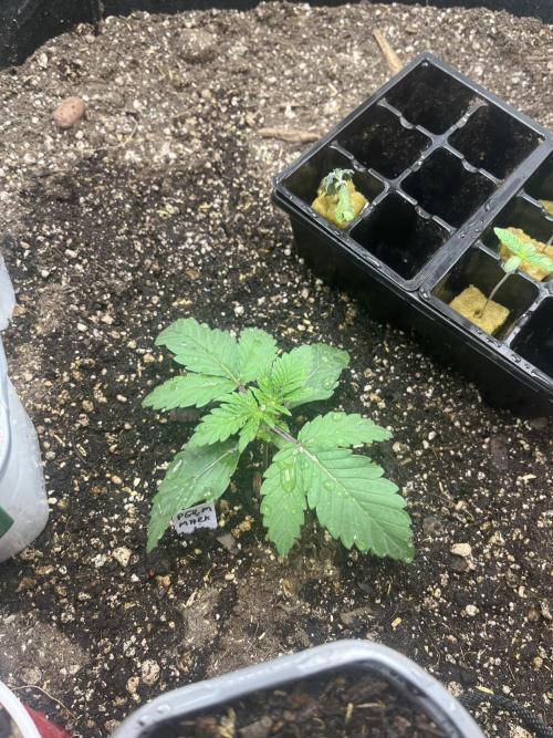 🖊️ Permanent Marker 🖊️. Week 2