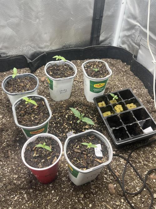 🖊️ Permanent Marker 🖊️. Week 2