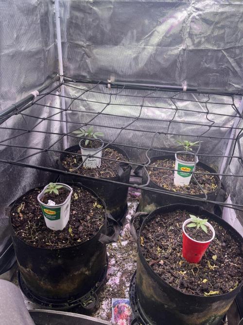 Humboldt PPD . Week 2