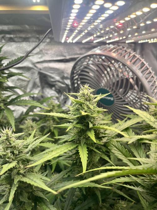 Seedsman Alaskan Purple Auto. Week 9