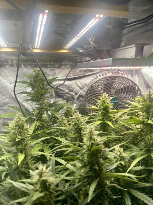 Seedsman Alaskan Purple Auto. Week 9