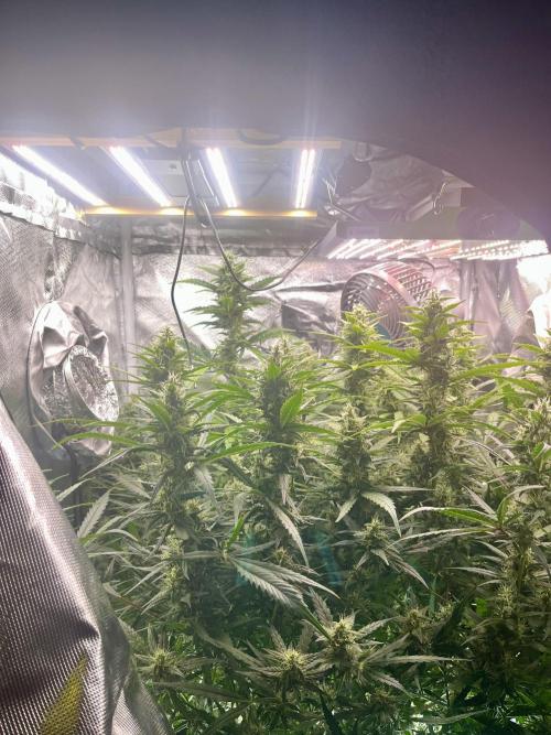 Seedsman Alaskan Purple Auto. Week 9