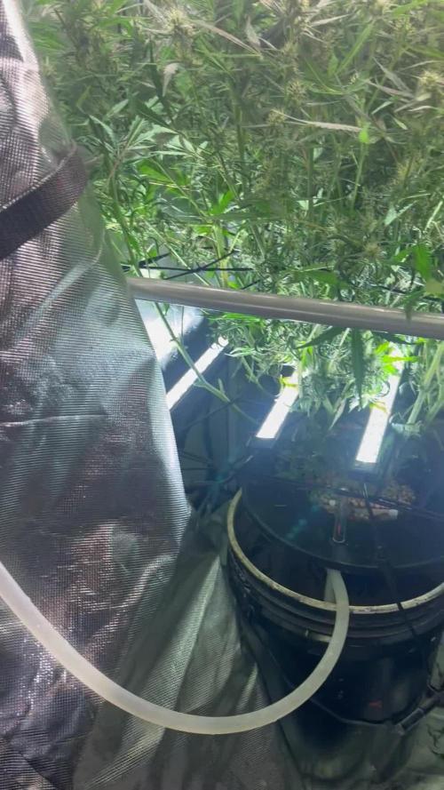 Seedsman Alaskan Purple Auto