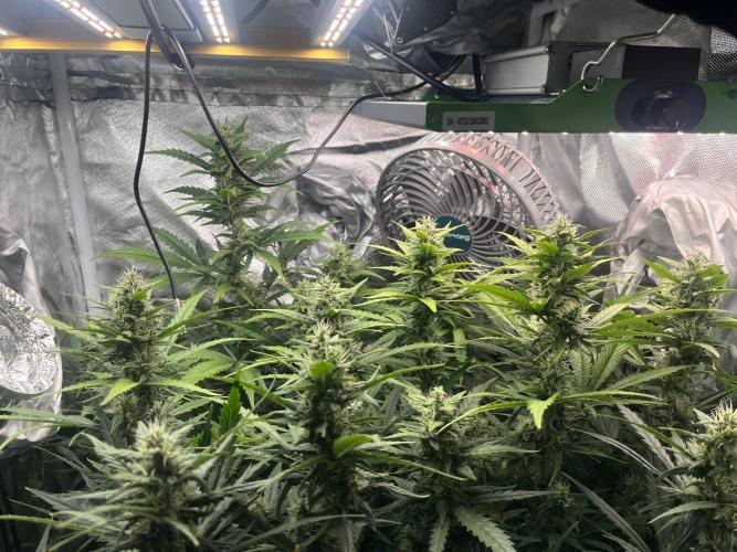 Seedsman Alaskan Purple Auto. Week 9