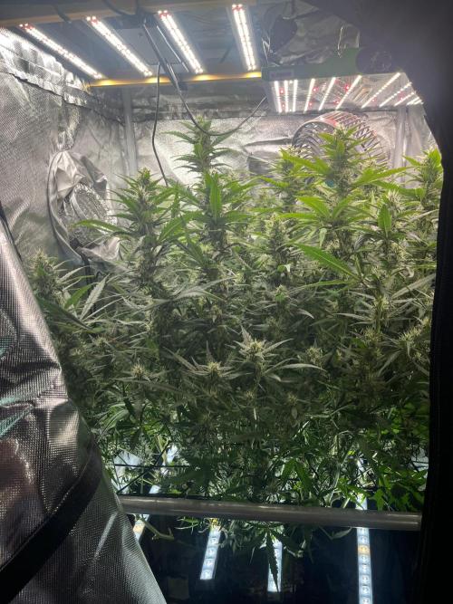 Seedsman Alaskan Purple Auto. Week 9