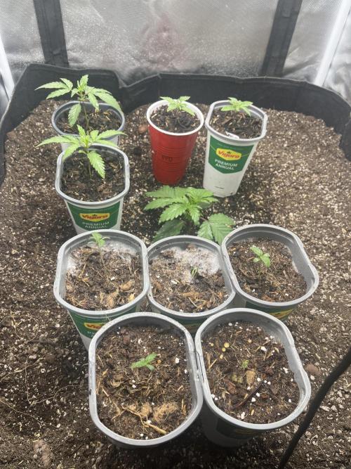 Eternity Cup Sticky Broccoli 🥦. Week 3