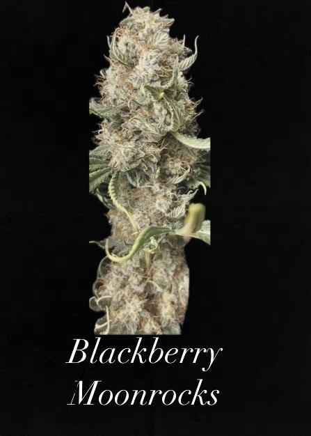 BMR living soil. Week 14