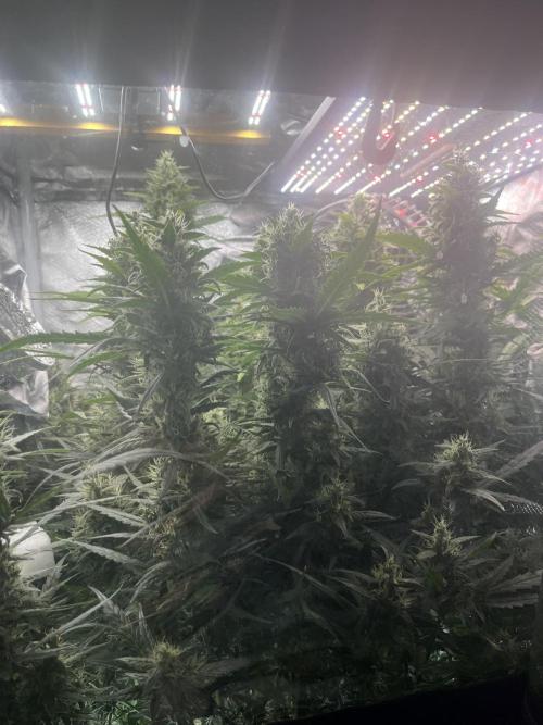 Seedsman Alaskan Purple Auto. Week 10