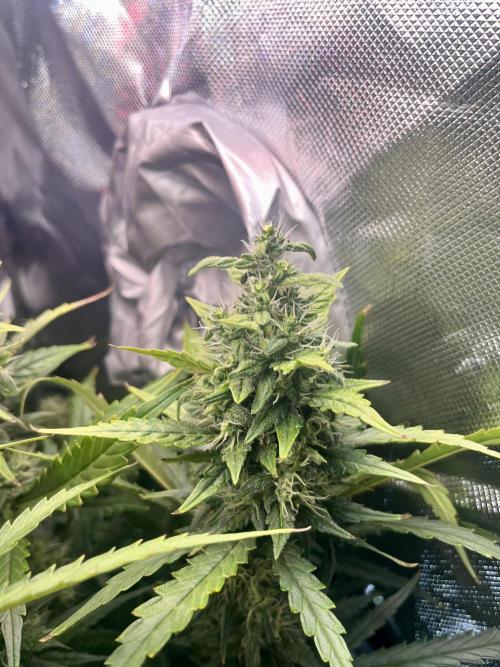 Seedsman Alaskan Purple Auto. Week 10