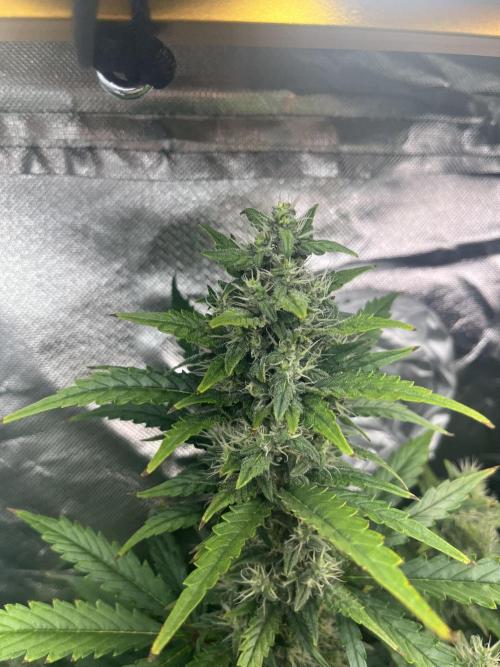Seedsman Alaskan Purple Auto. Week 10