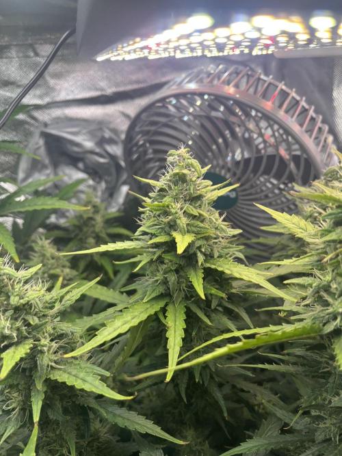 Seedsman Alaskan Purple Auto. Week 10