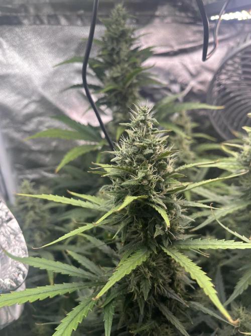 Seedsman Alaskan Purple Auto. Week 10